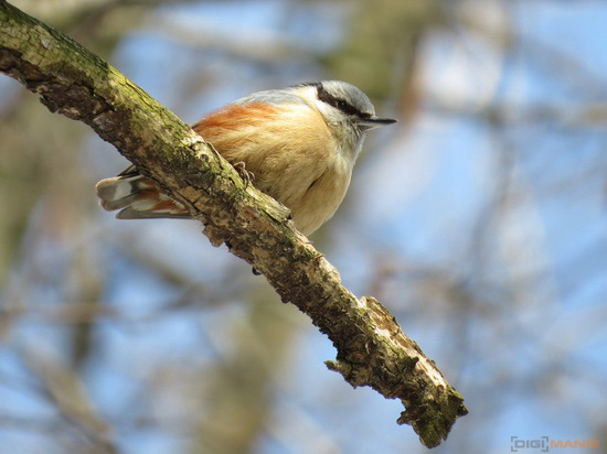 Canon PowerShot SX50 HS: překvapivá kombinace