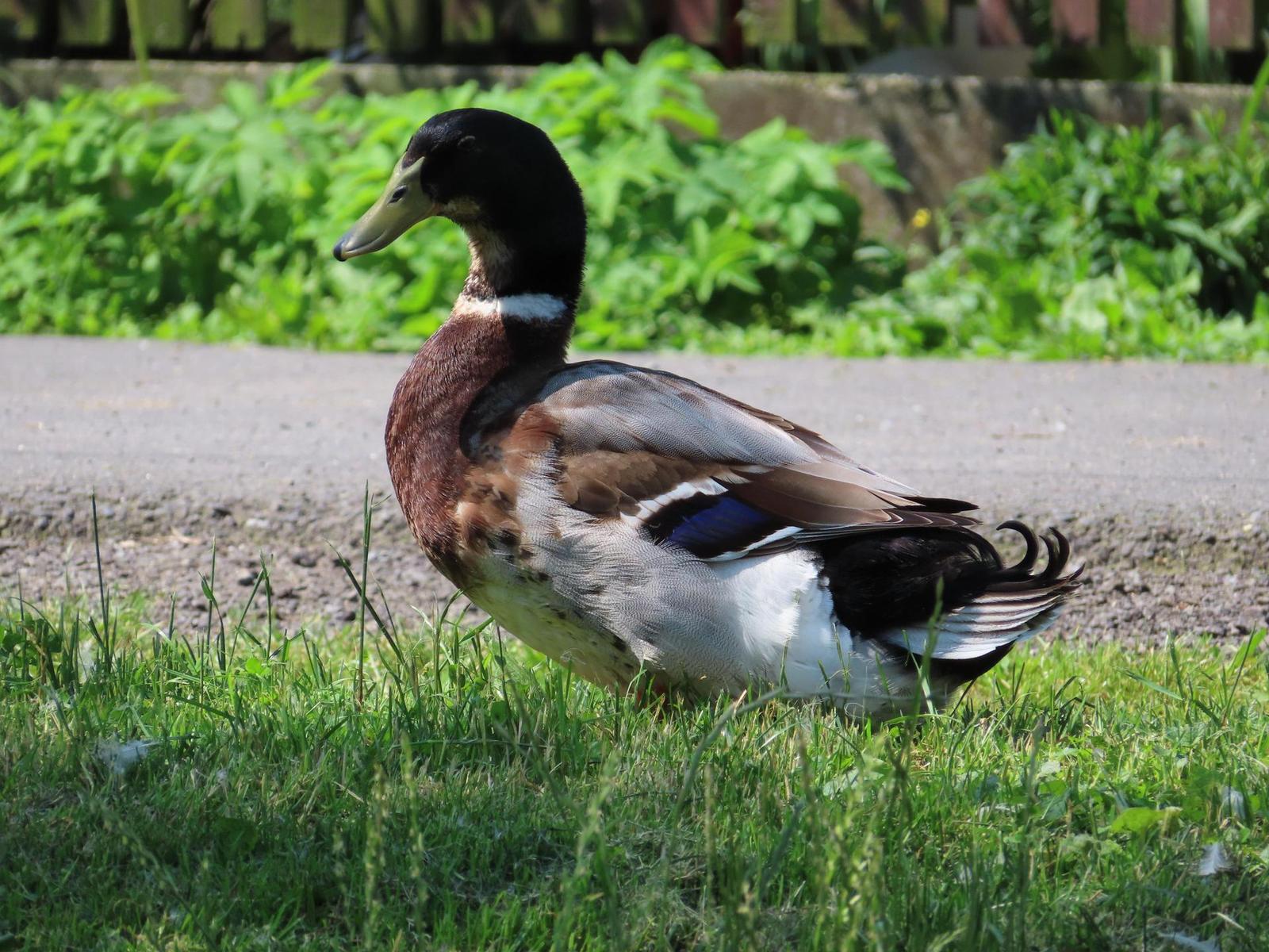 Canon PowerShot SX740 HS: bytelný univerzál