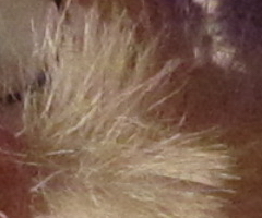 Canon IXUS 200 IS: poprvé dotykově