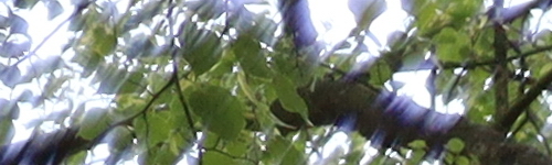 Canon EF 35mm f/2 IS USM