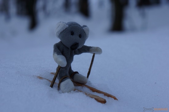 Fotíme s Koalou: Sníh
