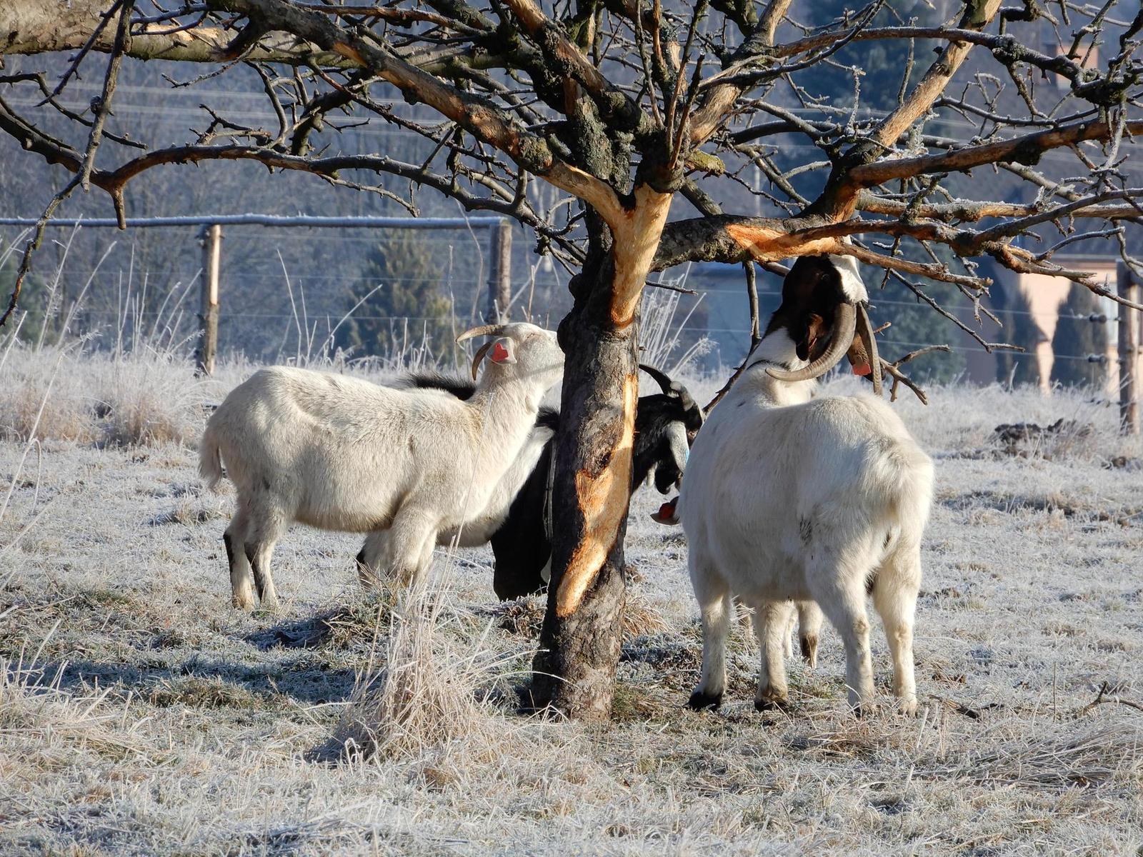 Nikon Coolpix A900: 4K do kapsy