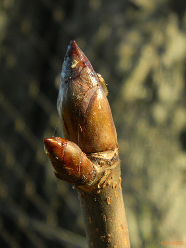 Nikon Coolpix S1100pj: kino v kompaktu