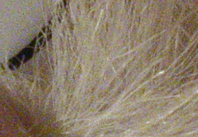 Sony Cyber-shot RX100: terminátor zrcadlovek