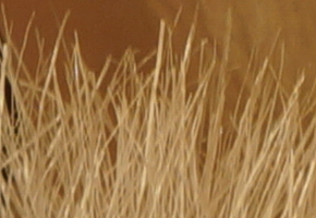 Sony NEX-7: správná (r)evoluce