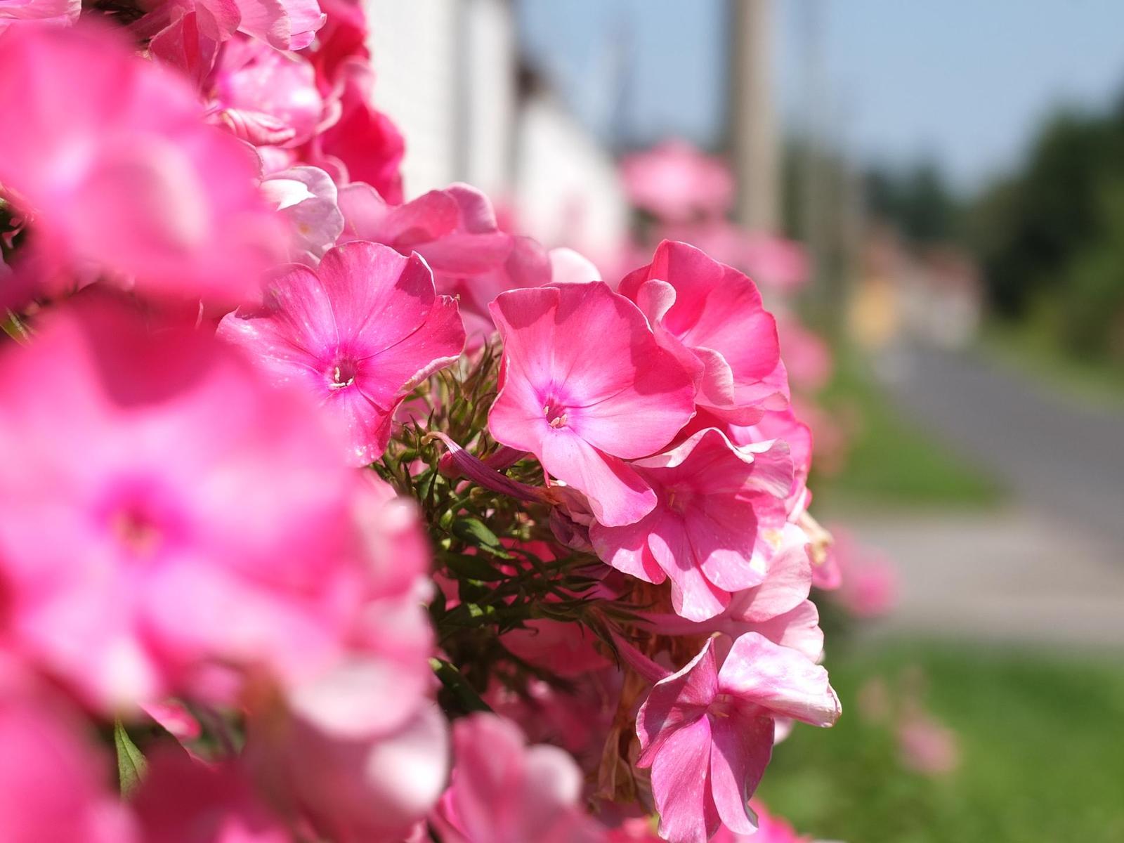 Fujifilm X10: retroborec