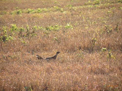 Nikon Coolpix P80: ultrazoom plný protikladů