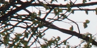 Olympus Stylus XZ-2: jednoduše skvělý