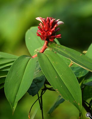 Tipy a triky nejen pro začátečníky, díl 12. - Fotografujeme květiny