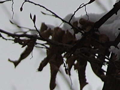 Dva objektivy nebo jeden ultrazoom?