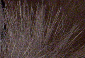 Nikon D600: vynikající vstup do světa full frame