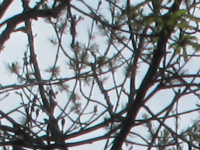 Canon PowerShot SX210 IS: s překvapivou zbraní