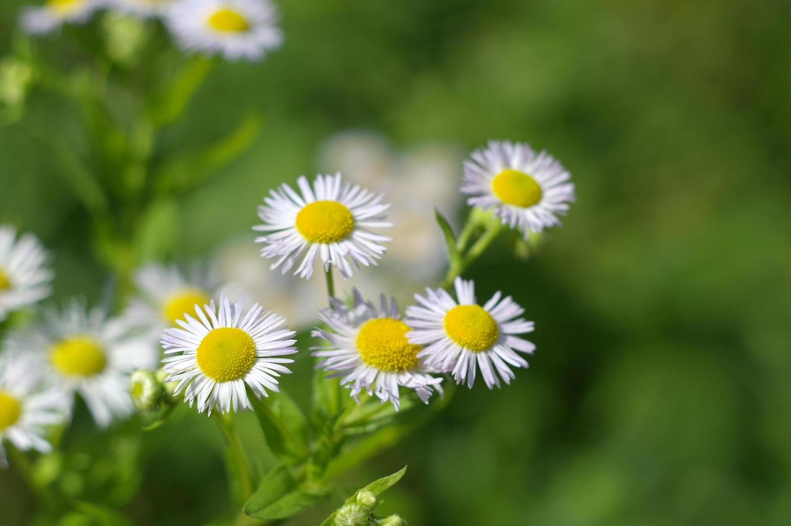 Carl Zeiss Jena DDR Pancolar 1,8/50mm MC electric (M42)