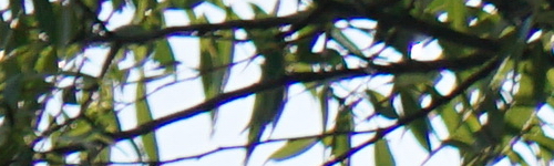 Sony E 55-210mm F4.5-6.3 OSS (SEL55210)