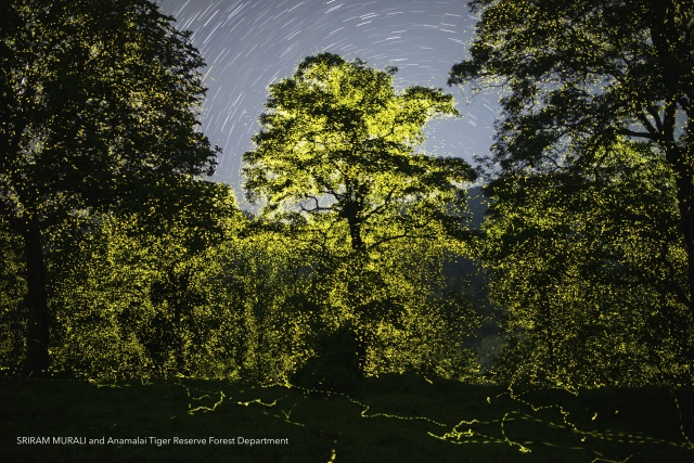 Krajina jak z Avatara: indický fotograf vyfotil miliardy světlušek v pralese