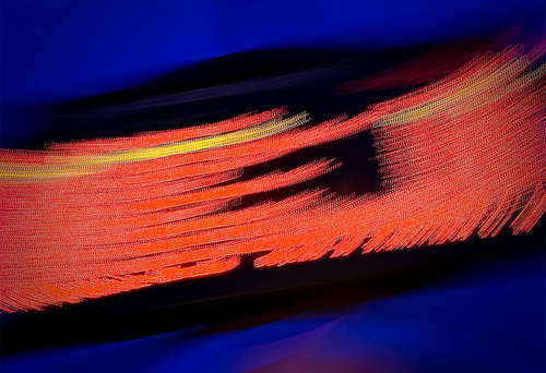 Panning aneb vyfoť mě, když mě chytíš