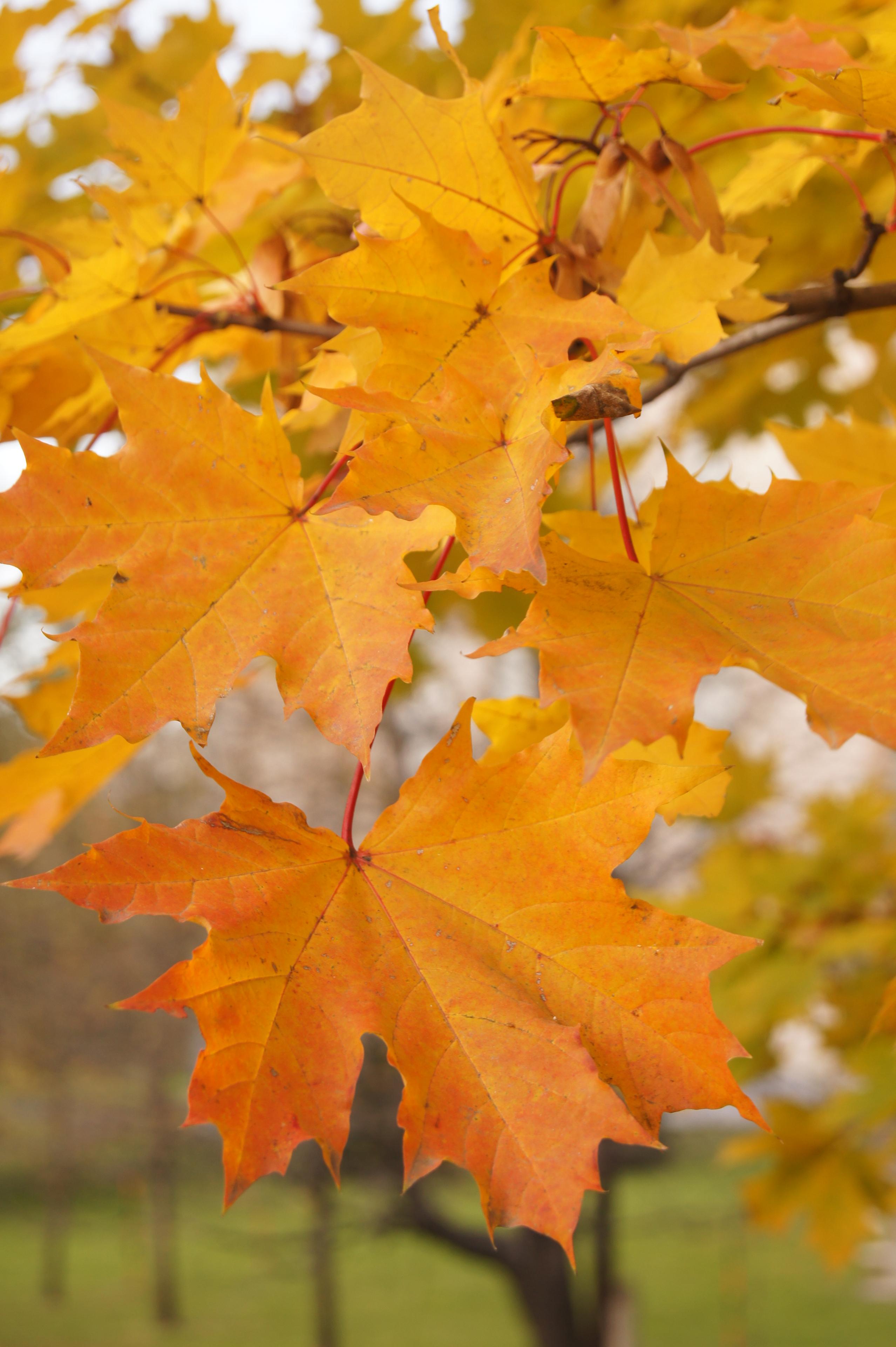 Sony SLT-A33: přesvědčivý revolucionář