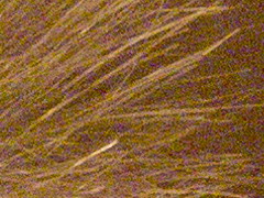 Olympus PEN E-PL2: PEN počtvrté a zase lépe