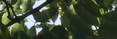 Sony Carl Zeiss Vario-Tessar T* 16-70mm F4 OSS (SEL1670Z)