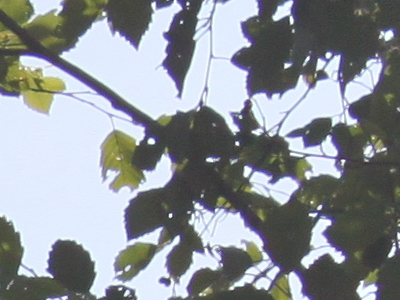 Canon EOS 500D: povedený pokračovatel rodu