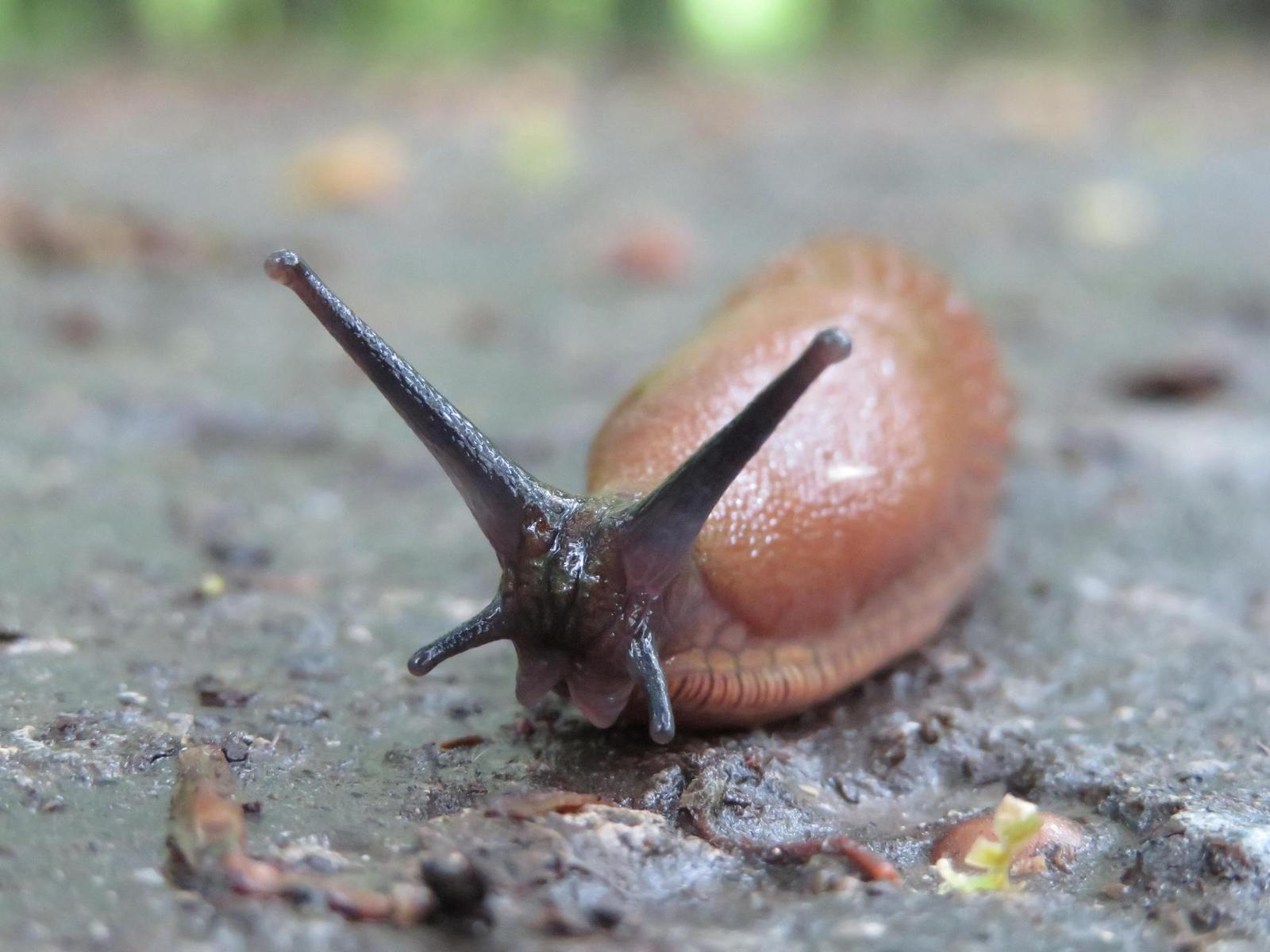 Canon PowerShot SX720 HS: kapesní šmírování