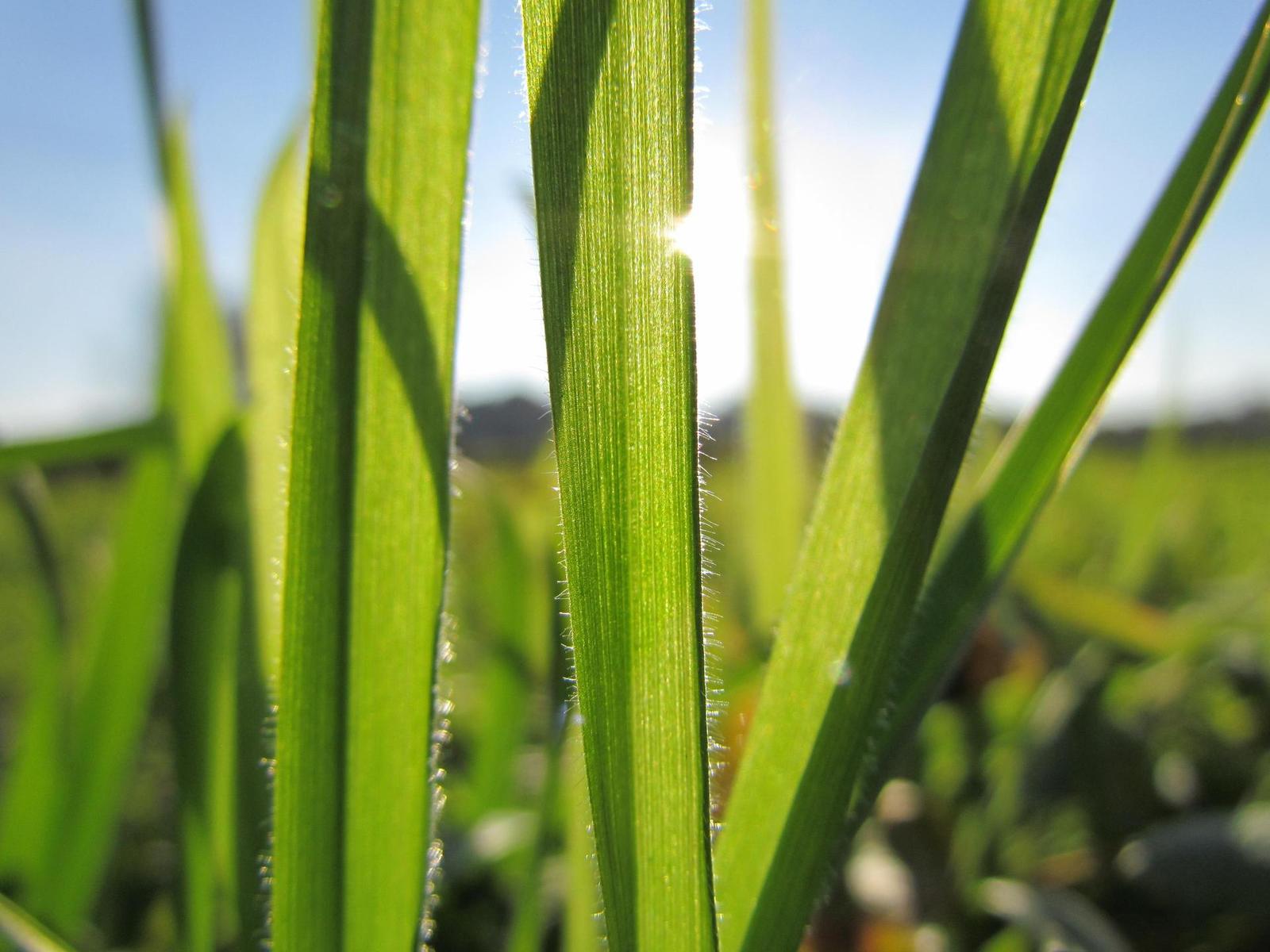 Canon PowerShot SX30 IS: sebevědomý rekordman