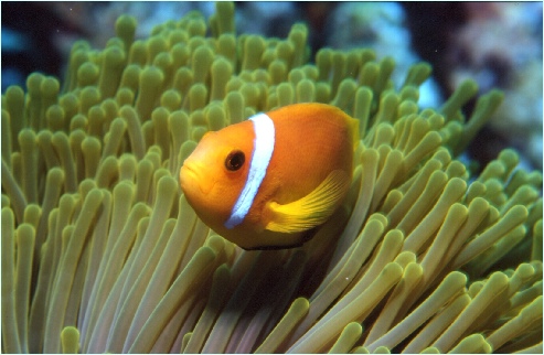 Jak fotografovat pod vodou?