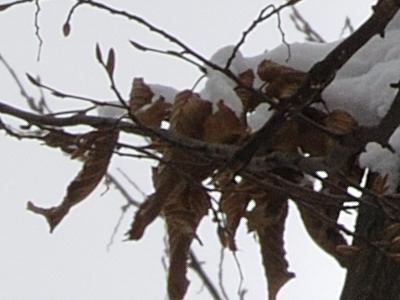 Dva objektivy nebo jeden ultrazoom?