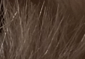 Sony SLT-A77: megapixelový přeborník