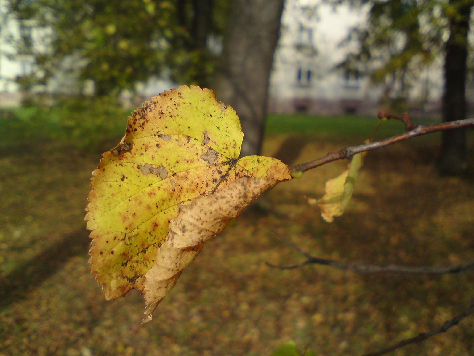 Sony Ericsson C903: kamarád se Sluncem