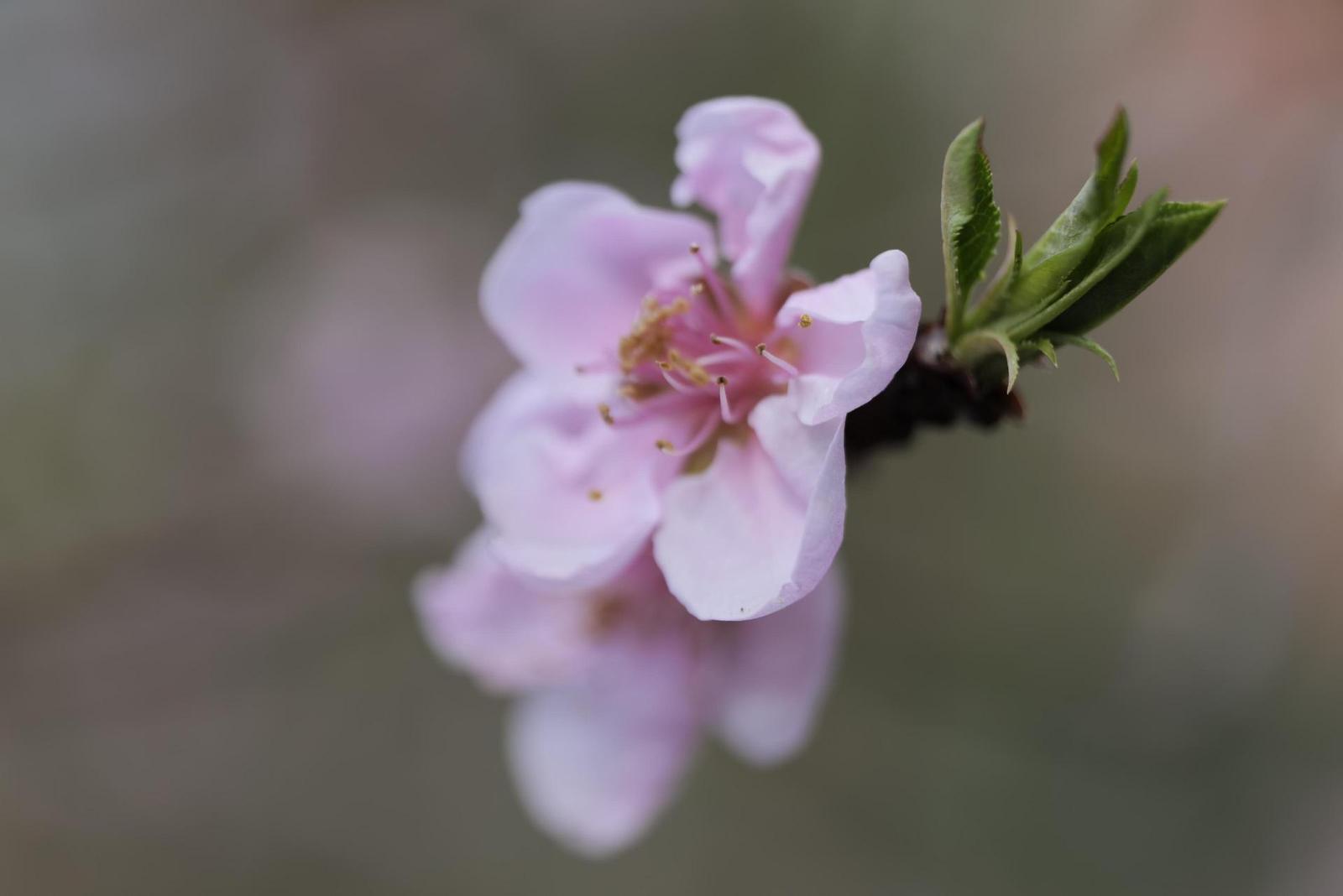 Panasonic Lumix S 24-105mm F4 Macro O.I.S.