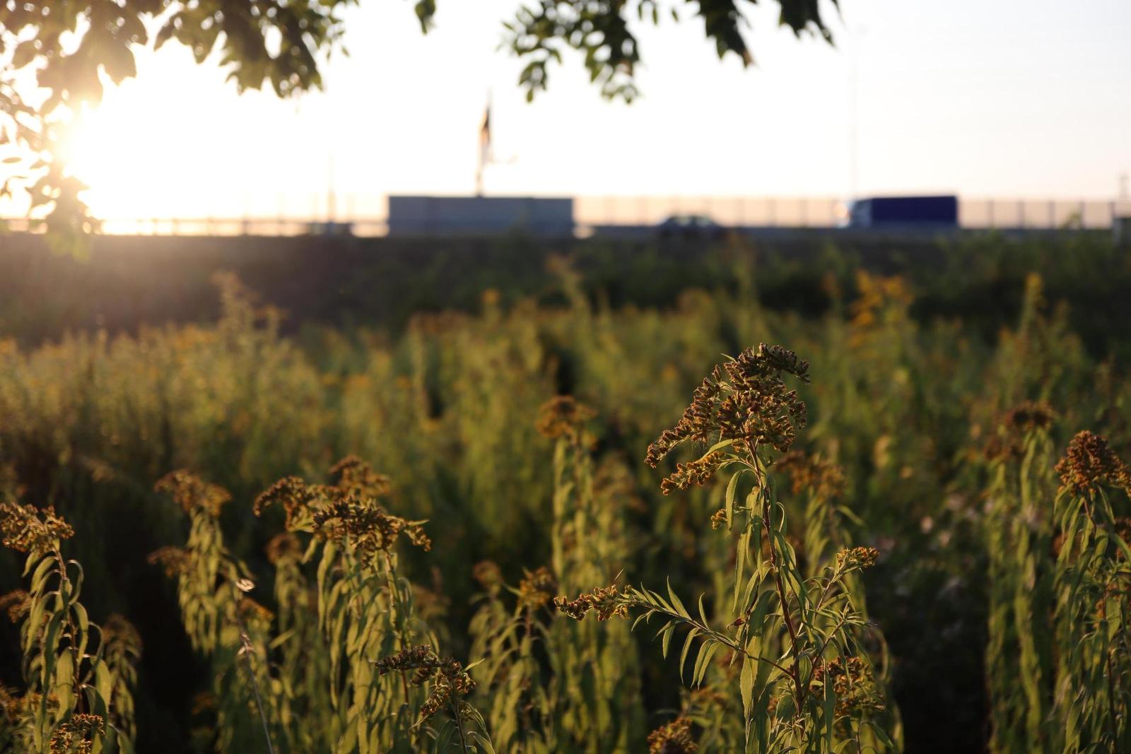 Canon EF-M 28mm f/3.5 Macro IS STM