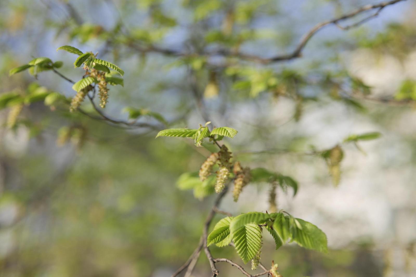 Panasonic Lumix S Pro 50mm F1.4