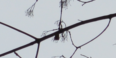 Nikon AF-S NIKKOR DX 55-300mm 1:4.5-5.6G ED VR