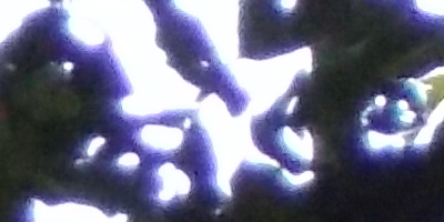 Nikon Coolpix L810: pro nenáročné