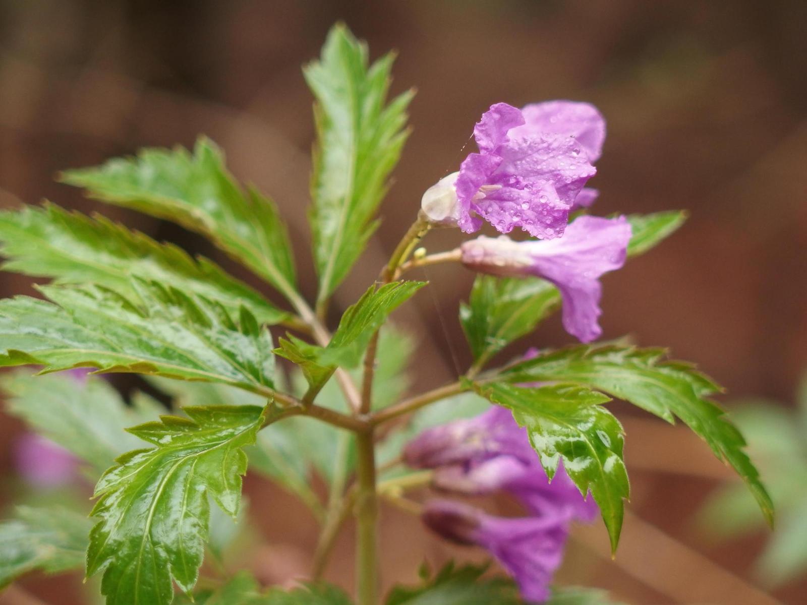 Olympus Stylus XZ-10: to nejlepší z 1/2,3"