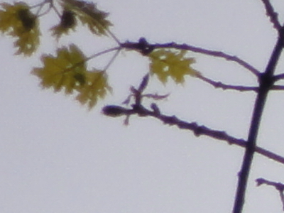 Sony Cyber-shot HX5: pan téměř dokonalý