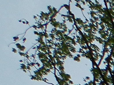 Fujifilm FinePix HS10: ultrazoom roku?