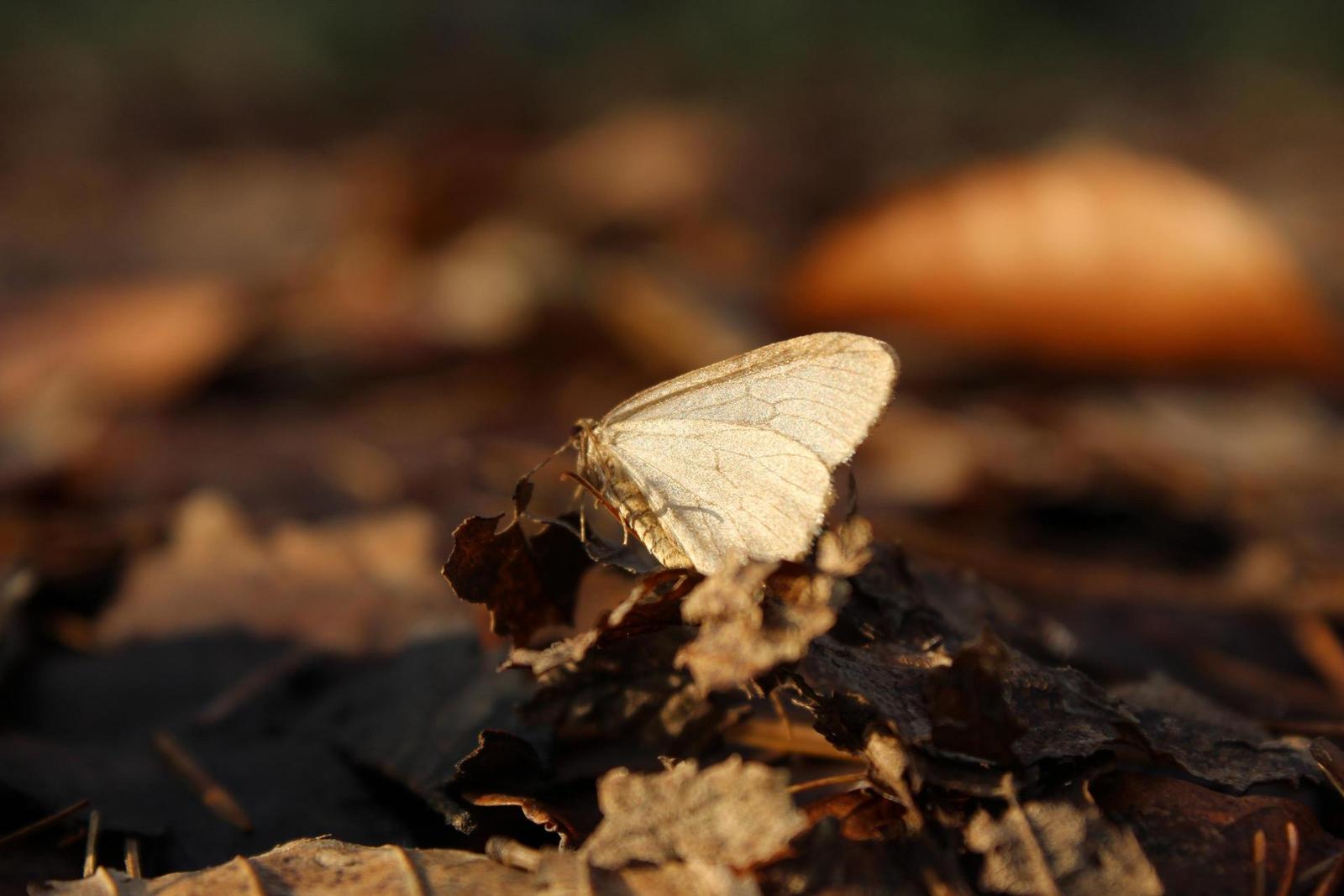 Canon EOS 1200D: vylepšený základ