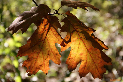 Canon EOS 550D: třídní premiant