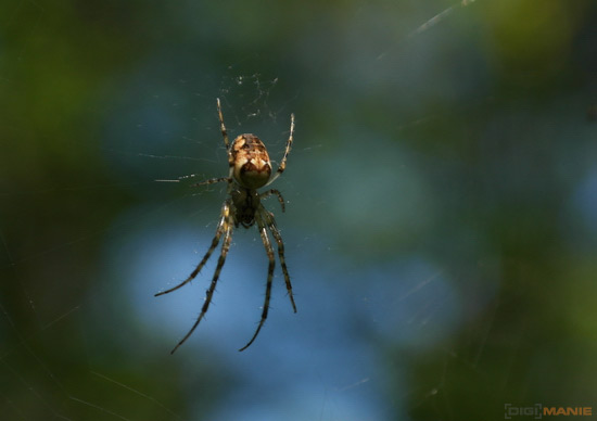 Fotíme s Koalou: Zvířátka