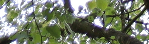 Canon EF 35mm f/2 IS USM