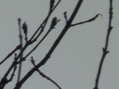 Fujifilm FinePix HS10: ultrazoom roku?