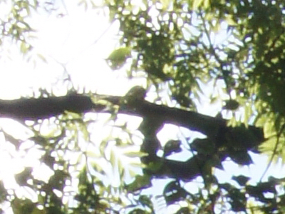 Sony SLT-A33: přesvědčivý revolucionář