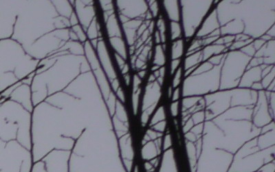 Panasonic LUMIX G VARIO 7-14mm F4.0