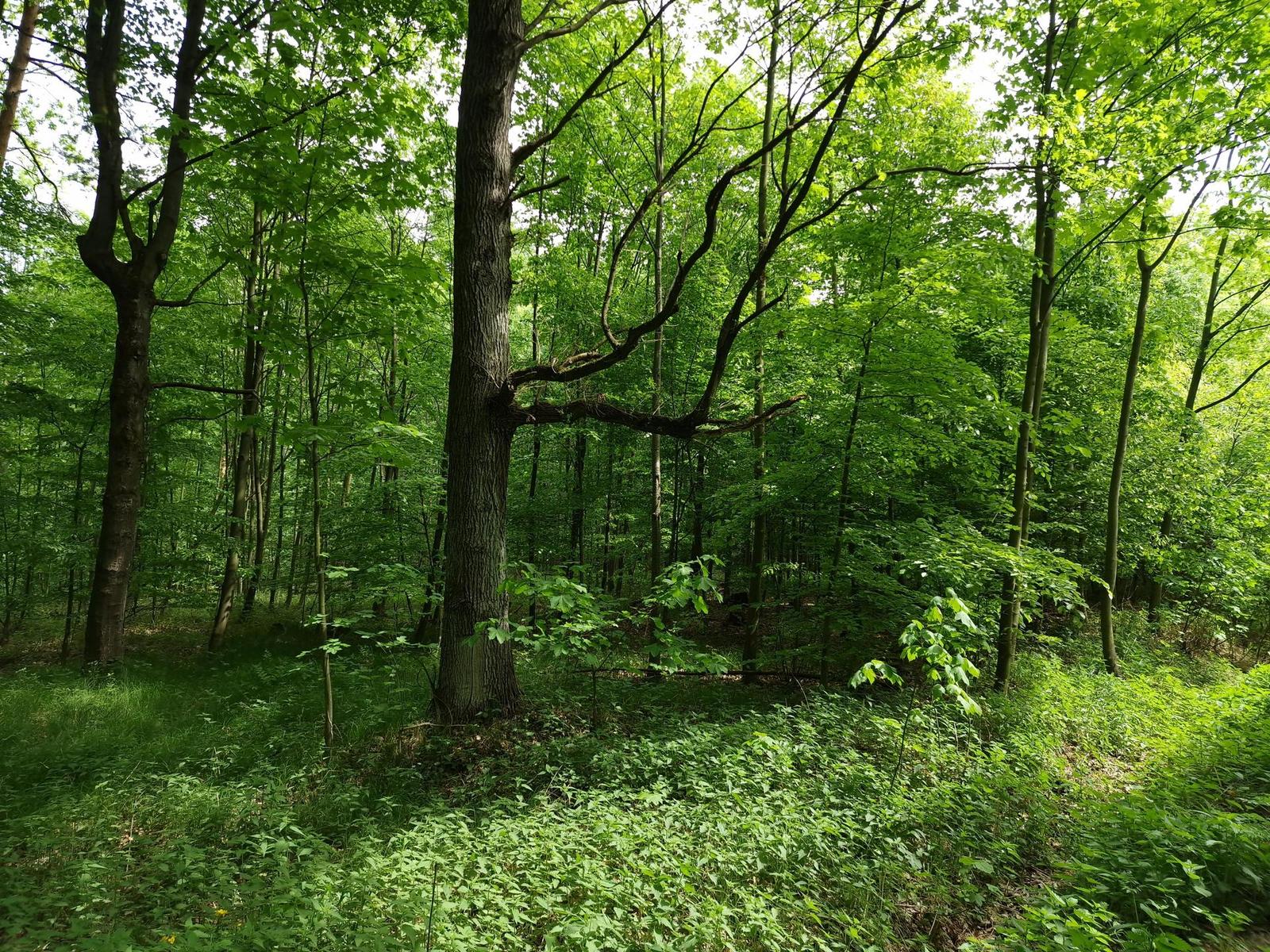 Samsung Galaxy S22 Ultra: pětioký fotografický král?