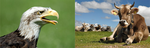 FotoVýzva - 4. kolo Říše zvířat: poslední den