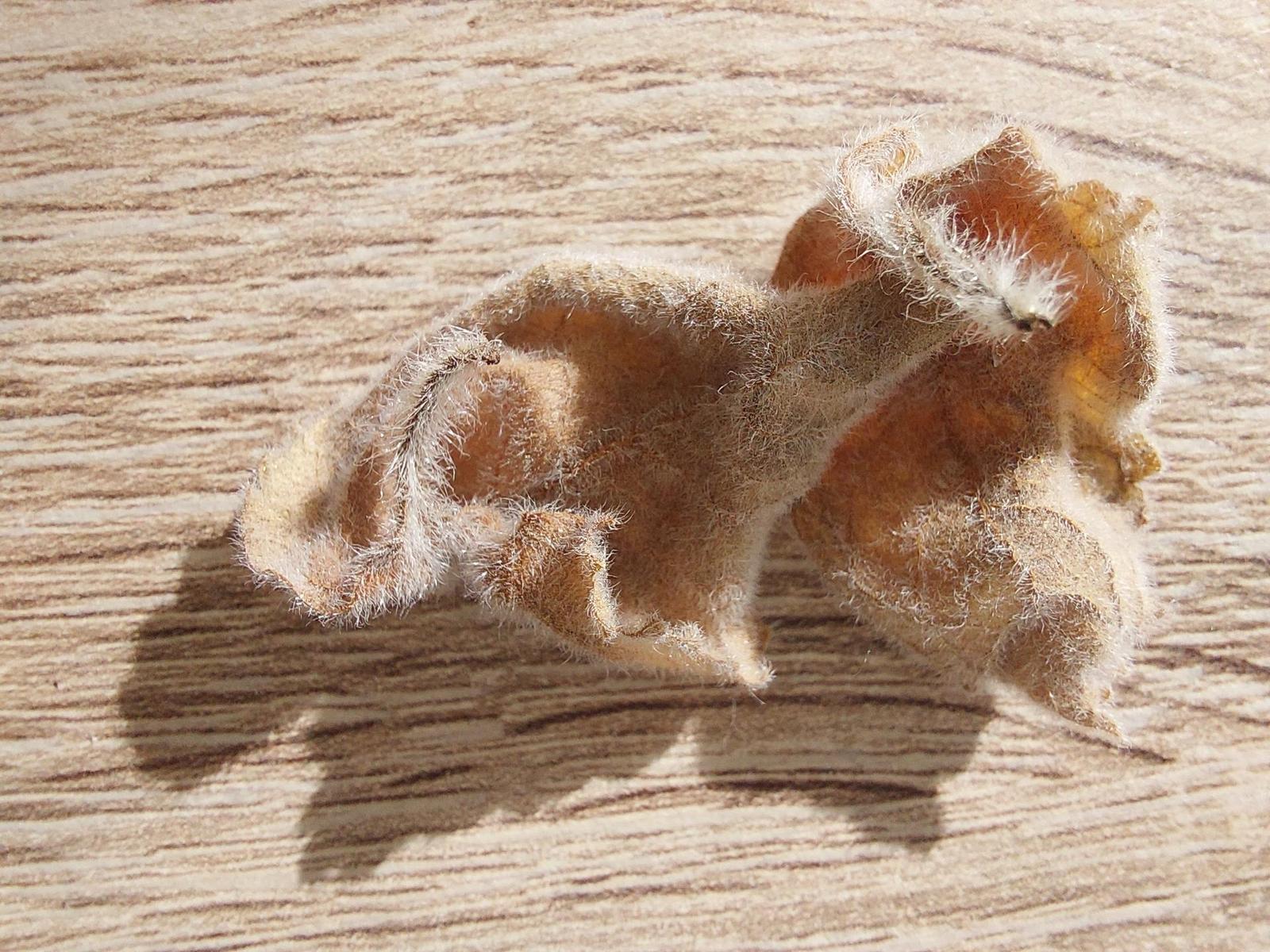 Samsung Galaxy A52s 5G: populární univerzál