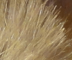 Sony Cyber-shot HX5: pan téměř dokonalý