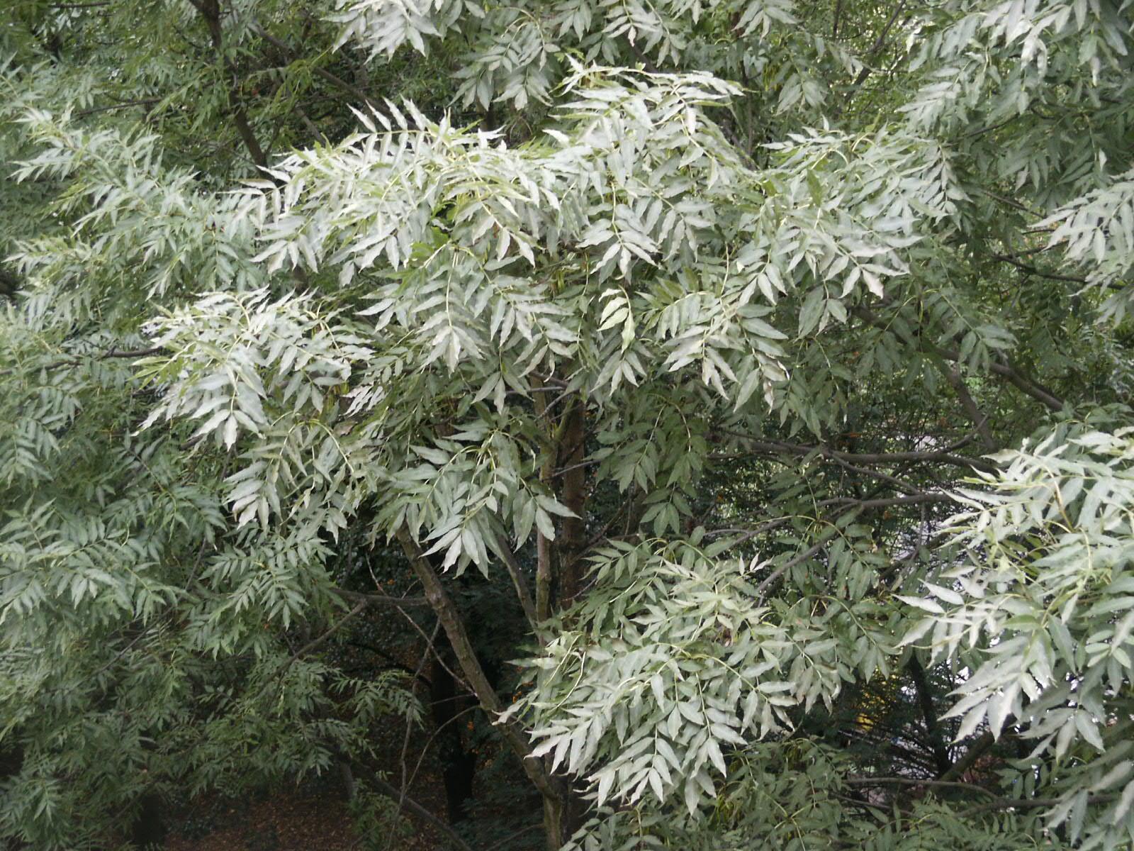 Minolta DiMAGE S414: robustní a velmi levný čtyřmegapixel